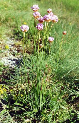 Puecharnal (Gard), 18 avril 2000