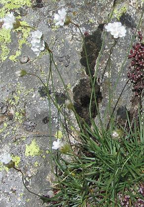 Vizzavona (Corse), 20 juin 2013