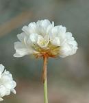 Arm�rie faux bupl�vre