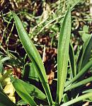 Arm�rie des sables