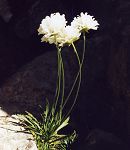 Arm�rie � t�te blanche