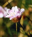 Arm�rie des mouflons