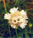 Arm�rie � nervures pubescentes