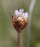 Arm�rie allong�e