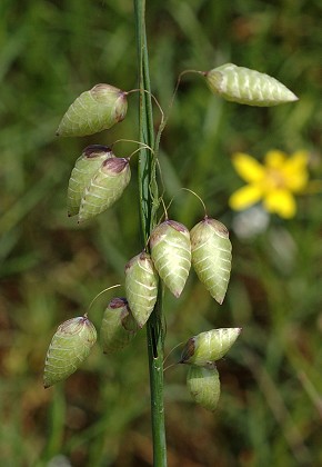 Gruissan (Aude), 25 avril 2006