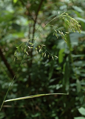 Les Molunes (Jura), 19 juillet 2010