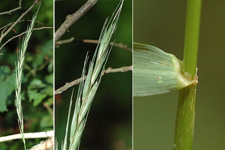 Lougres (Doubs), 5 juillet 2005 