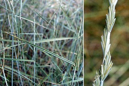 Saint-Nazaire-le-D�sert (Dr�me), 4 juillet 2002