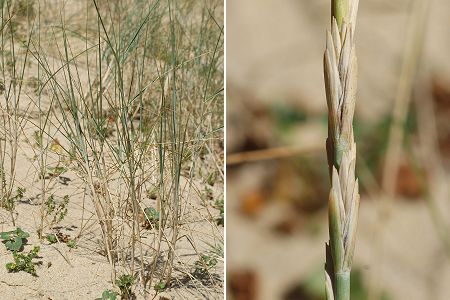 Courant de Huchet (Landes), 15 juillet 2008