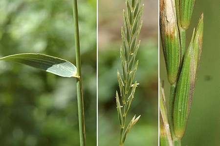 Lougres (Doubs), 5 juillet 2005 / Soye (Doubs), 25 juillet 2009