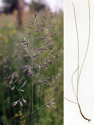 Montenois (Doubs), 3 juillet 1992