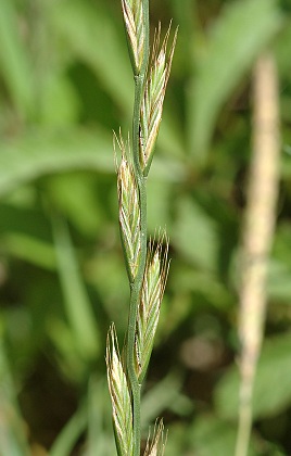 Bournois (Doubs), 21 juillet 2009