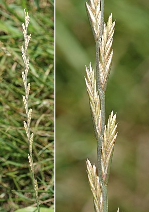 Bournois (Doubs), 21 juillet 2009