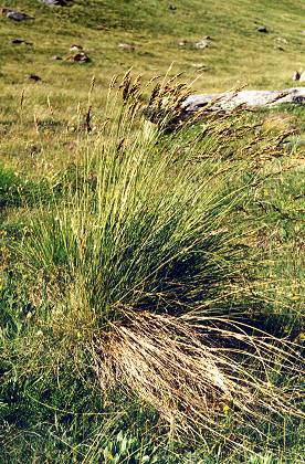 Abriès, col Saint Martin (Hautes-Alpes), 11 juillet 1998