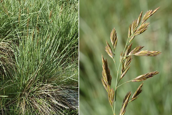 Valpreveyre (Hautes-Alpes), 16 juin 2010