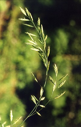 Montenois (Doubs), juin 1997