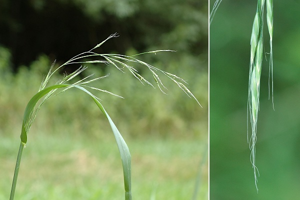 Lougres (Doubs), 4 juillet 2005 / Blussans (Doubs), 7 juillet 2007
