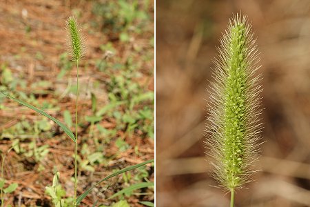Les Angles (Gard), 25 août 2006