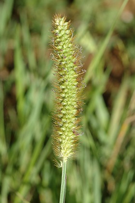 Bournois (Doubs), 21 juillet 2009