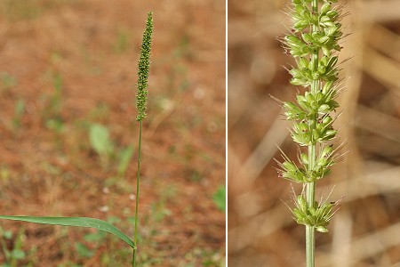 Les Angles (Gard), 25 ao�t 2006