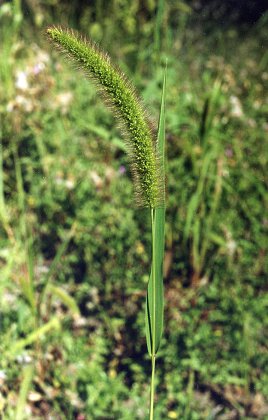 Les Angles (Gard), 29 août 1997