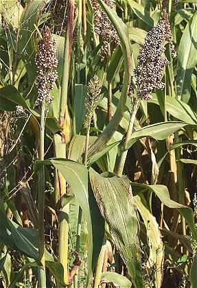 Martel (Lot), 10 septembre 2020