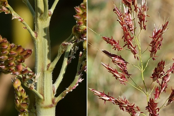 G menos (Bouches-du-Rh ne), 14 juillet 2007