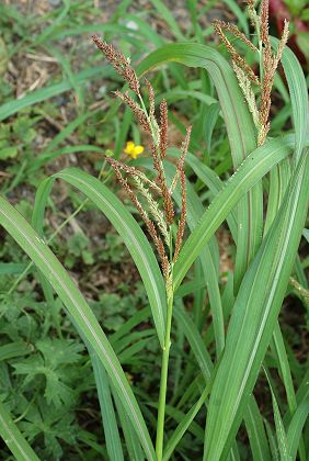 Soustons (Landes), 28 juillet 2005