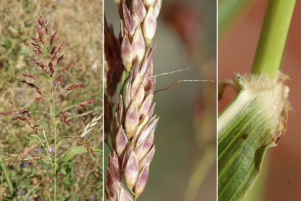 Gémenos (Bouches-du-Rhône), 14 juillet 2007