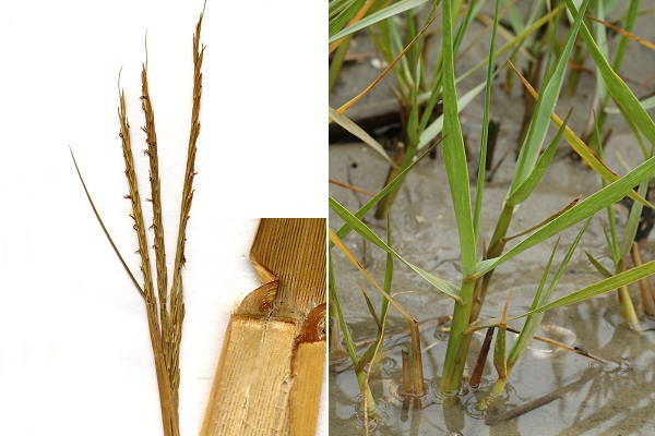 Ramelton (Irlande), 12 ao�t 1992 / Br�vands (Manche), 6 juin 2011