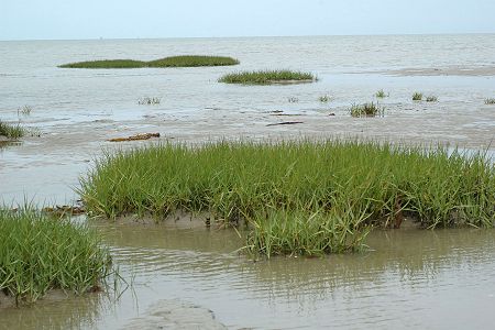 Br�vands (Manche), 6 juin 2011