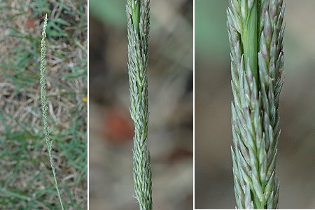 Soustons (Landes), 29 juillet 2005