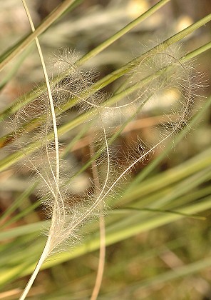 Marseille, Massif de l'Etoile, (Bouches-du-Rh�ne), 1 mai 2006