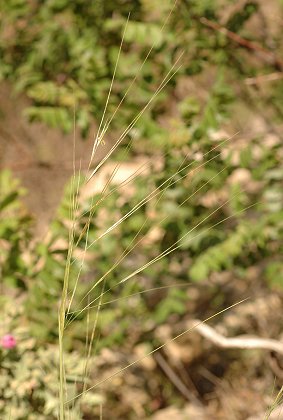 Marseille, Massif de l'Etoile, (Bouches-du-Rh�ne), 1 mai 2006