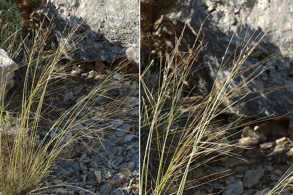 Marseille, Massif de l'Etoile, (Bouches-du-Rh�ne), 21 juin 2010