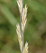 Ray-grass anglais