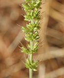 Sétaire verticillée