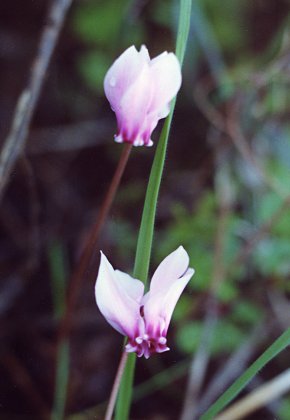 Corse, 21 octobre 1990