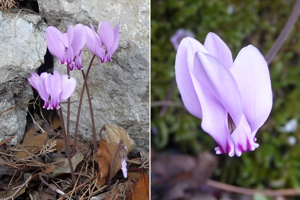 Capri ( Italie), 27 septembre 2011