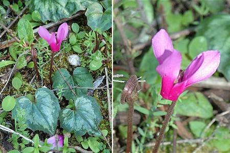 Cruciata (Corse), 15 avril 2005