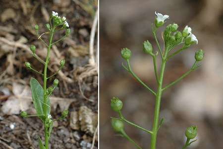 Tonnay-Boutonne (Charente-Maritime), 19 juillet 2007