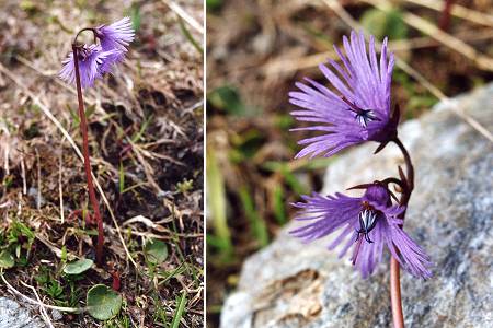 Vers le col Vieux (Hautes-Alpes), 8 juillet 2001