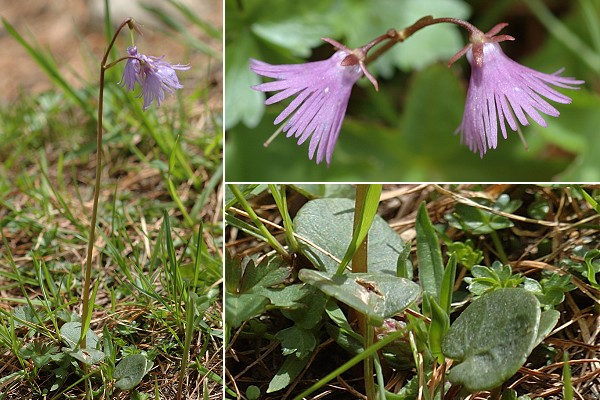 Ristolas, vers les lacs (Hautes-Alpes), 18 juin 2010
