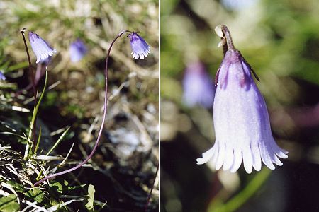 Voralberg (Autriche), 8 juillet 2002