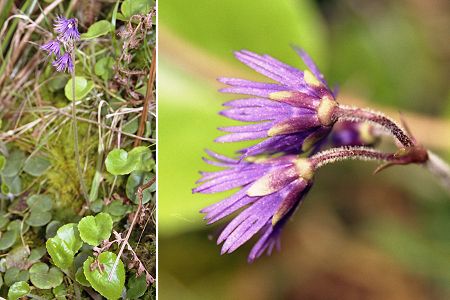 La Rhune (Pyr�n�es-Atlantiques), 22 avril 2004