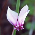 Cyclamen  feuilles de lierre