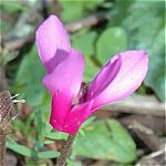 Cyclamen tal