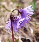 Soldanelle des Alpes