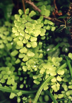 Quenza (Corse), 29 avril 1995