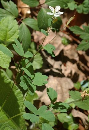 Fourg (Doubs) 8 avril 2017